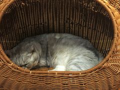 -MOCHA明星猫咖(田子坊店)
