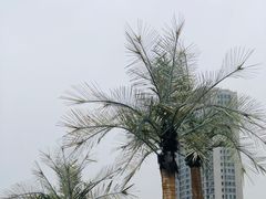 -金梦海湾浴场