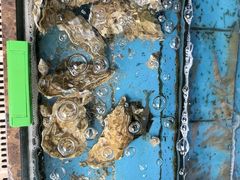 -龙溪海鲜酒家(溪涌店)