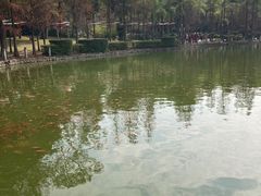 -金花茶公园