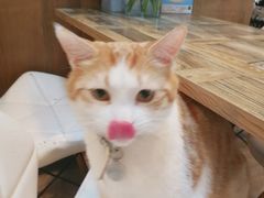 猫猫-小时光咖啡馆(北锣鼓巷店)
