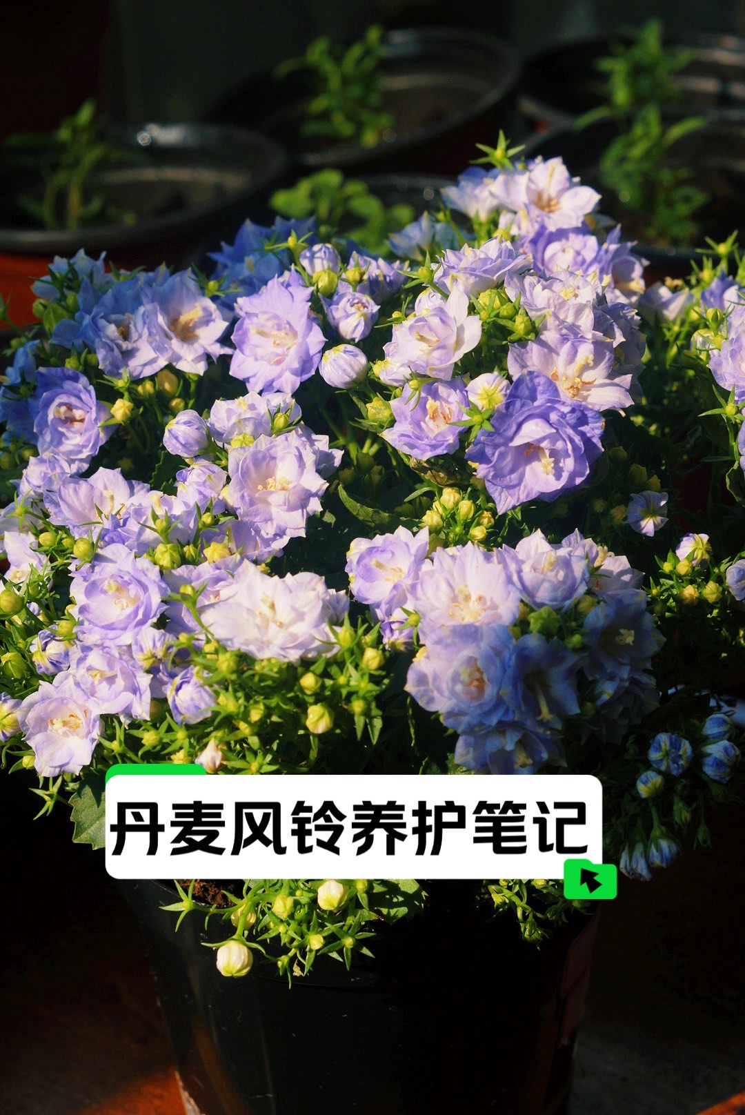 丹麦风铃花修剪方法图片