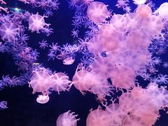 -珠海长隆海洋王国