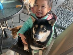 -柴犬高等学院·狗咖·柴犬售卖·宠物训练