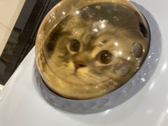 -瑞鹏宠物医院·骨科·猫科·内科(第一中心)
