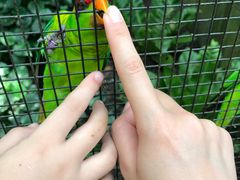 -新加坡飞禽公园