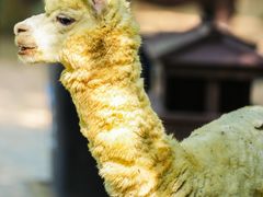 -常州淹城野生动物世界