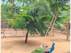 -呀路古热带植物园