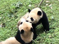 -都江堰中华大熊猫苑