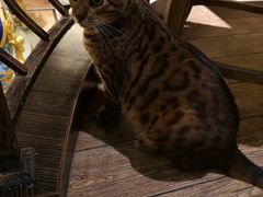 -more than meow吴止猫主题餐厅(承德 中船汇店)