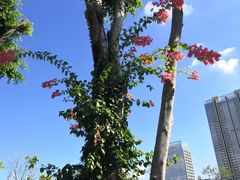 -香蜜公园