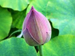 -黑龙江省森林植物园