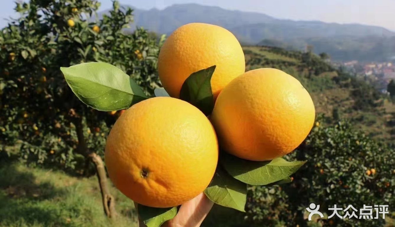 自家种植的纯绿色纽荷儿橙子🍊