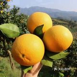 自家种植的纯绿色纽荷儿橙子🍊
