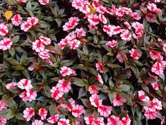 -深圳国际园林花卉博览园