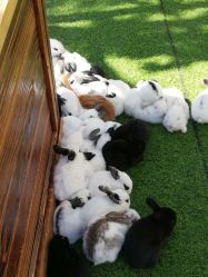 -萌宠亲子动物乐园(槐房万达店)