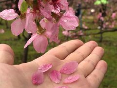 -天适樱花悠乐园