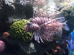 -暹罗海洋世界