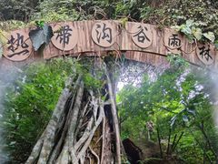 -西双版纳原始森林公园