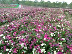 -歌斐颂巧克力小镇