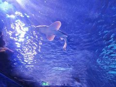 -迪拜水族馆及水下动物园
