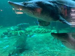 -华夏文旅海洋公园