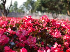 -松山湖梦幻百花洲