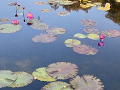 -云溪植物园