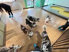 -Husky Go! 哈士奇体验馆·宠物咖啡厅狗咖