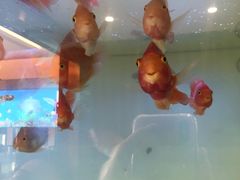 -东湖食堂·湖景餐厅•会议