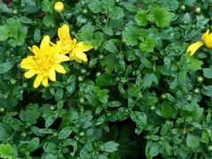 -大兴滨河森林公园