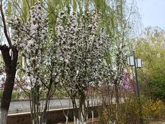 -桃花堤公园