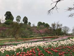 -秀丽东方