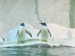 -大连圣亚海洋世界