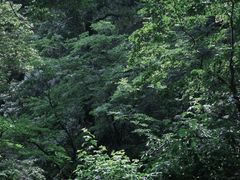 -东天目山风景区