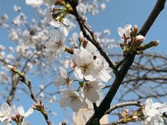 -西北湖绿化广场