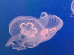-江和美海洋公园
