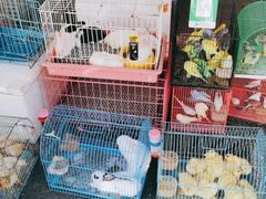 -清平路水族市场