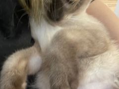 -李小姐の猫咖啡馆(五角场店)