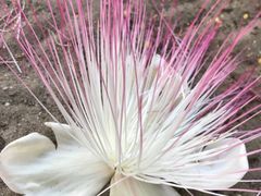 -东姑阿都拉曼海洋公园