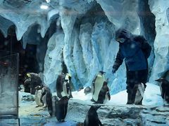 -帝企鹅自助餐厅•儿童岛•真企鹅(长隆企鹅酒店)