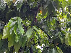 -Belice Chocolate Kingdom