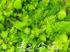 -深圳国际园林花卉博览园