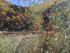 -塞罕坝国家级自然保护区