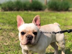 -贡湖湾湿地公园