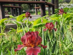 -国家植物园南园