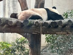 -成都动物园