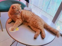 -藏猫猫咖啡主题馆(中央大道店)