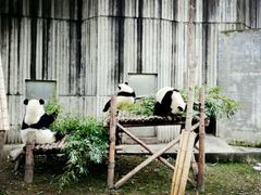 -成都大熊猫繁育研究基地