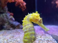 -暹罗海洋世界